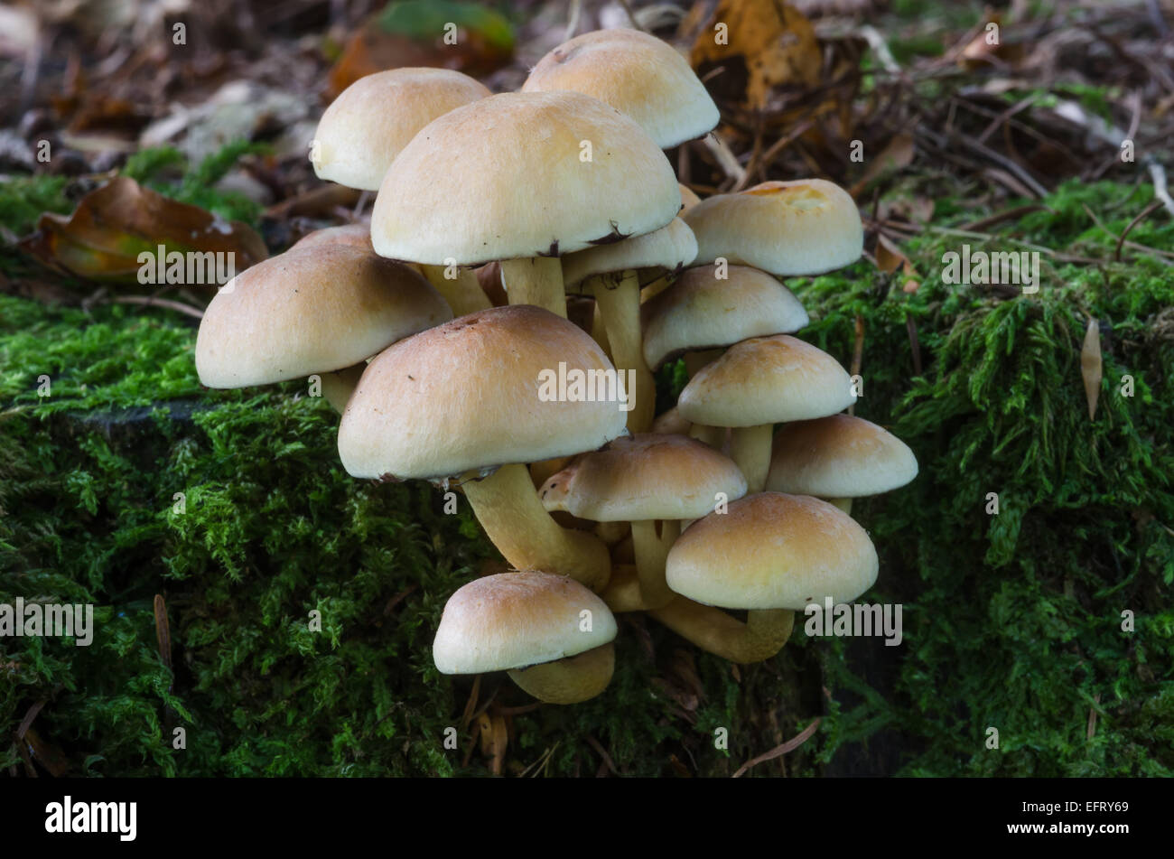 Ciuffo di zolfo fingi - Hypholoma fasciculare Foto Stock