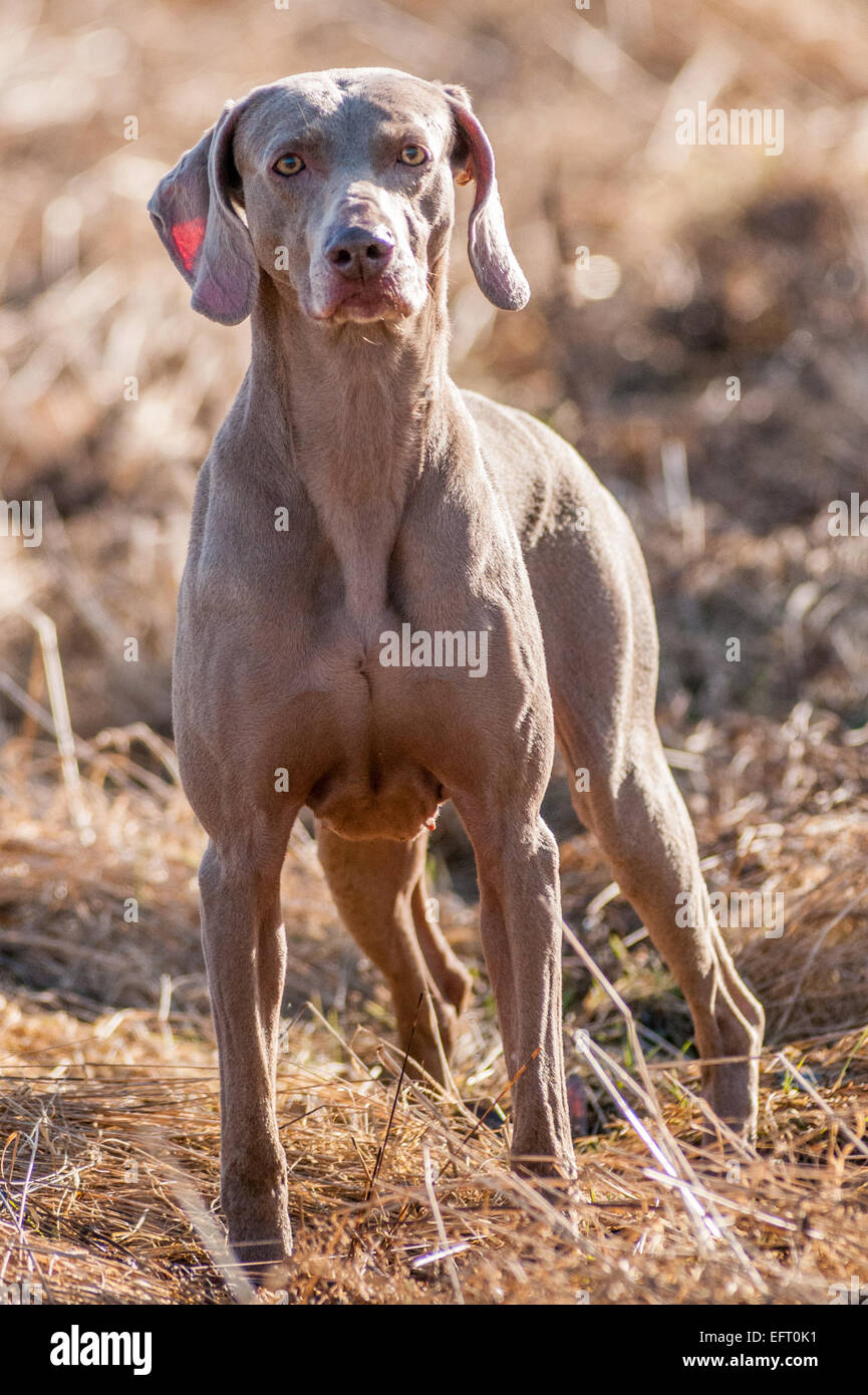 Un cane Weimaraner, che è una pistola di lavoro cane di razza come pure essendo una buona famiglia pet, originari dalla Repubblica federale di Germania Foto Stock