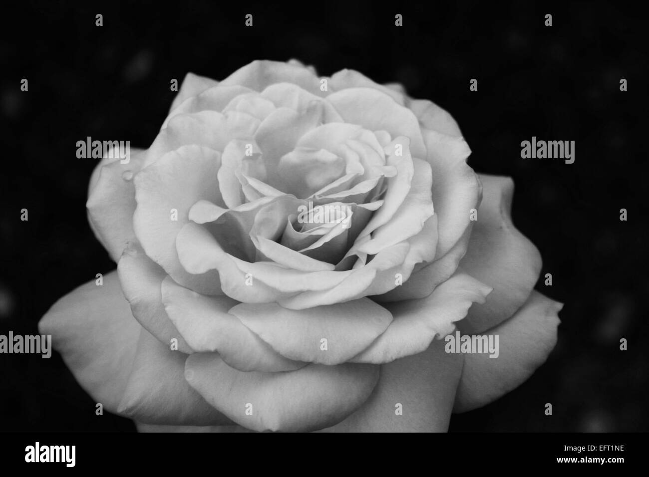 Rose in bianco e nero Foto Stock