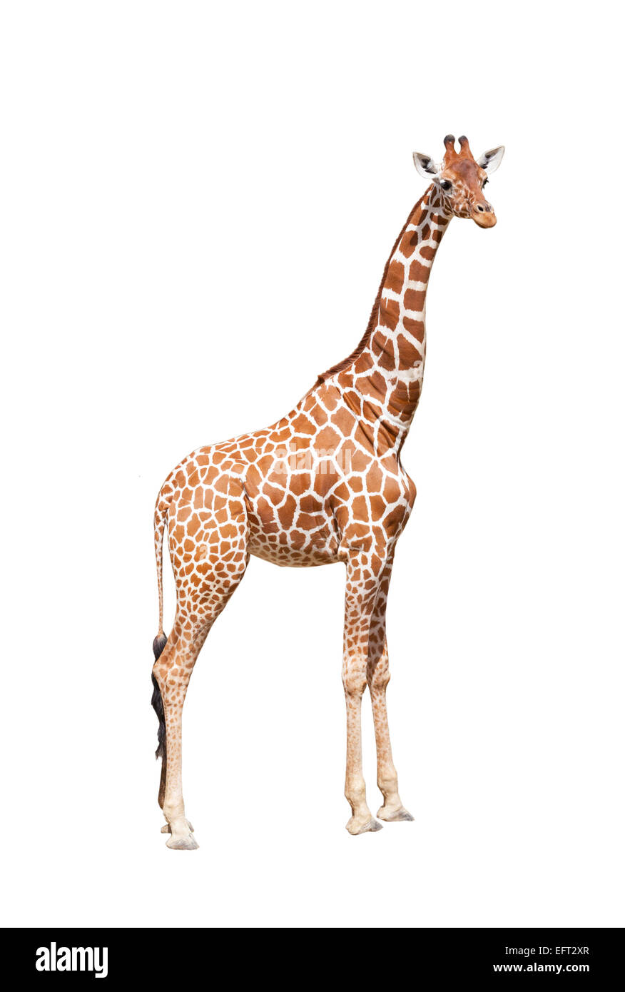 Giraffe al massimo. Esso è isolato sul bianco Foto Stock