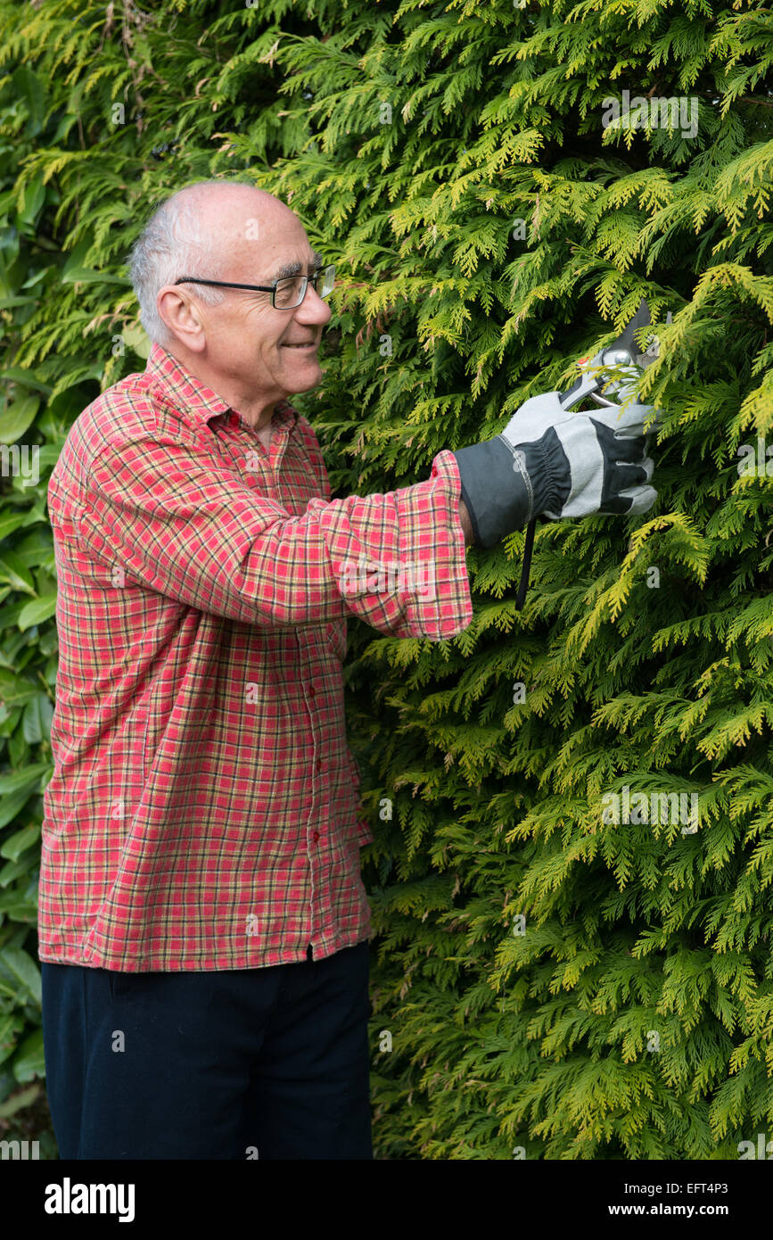 Senior giardiniere indossando abiti da lavoro lavora con cesoia Foto Stock