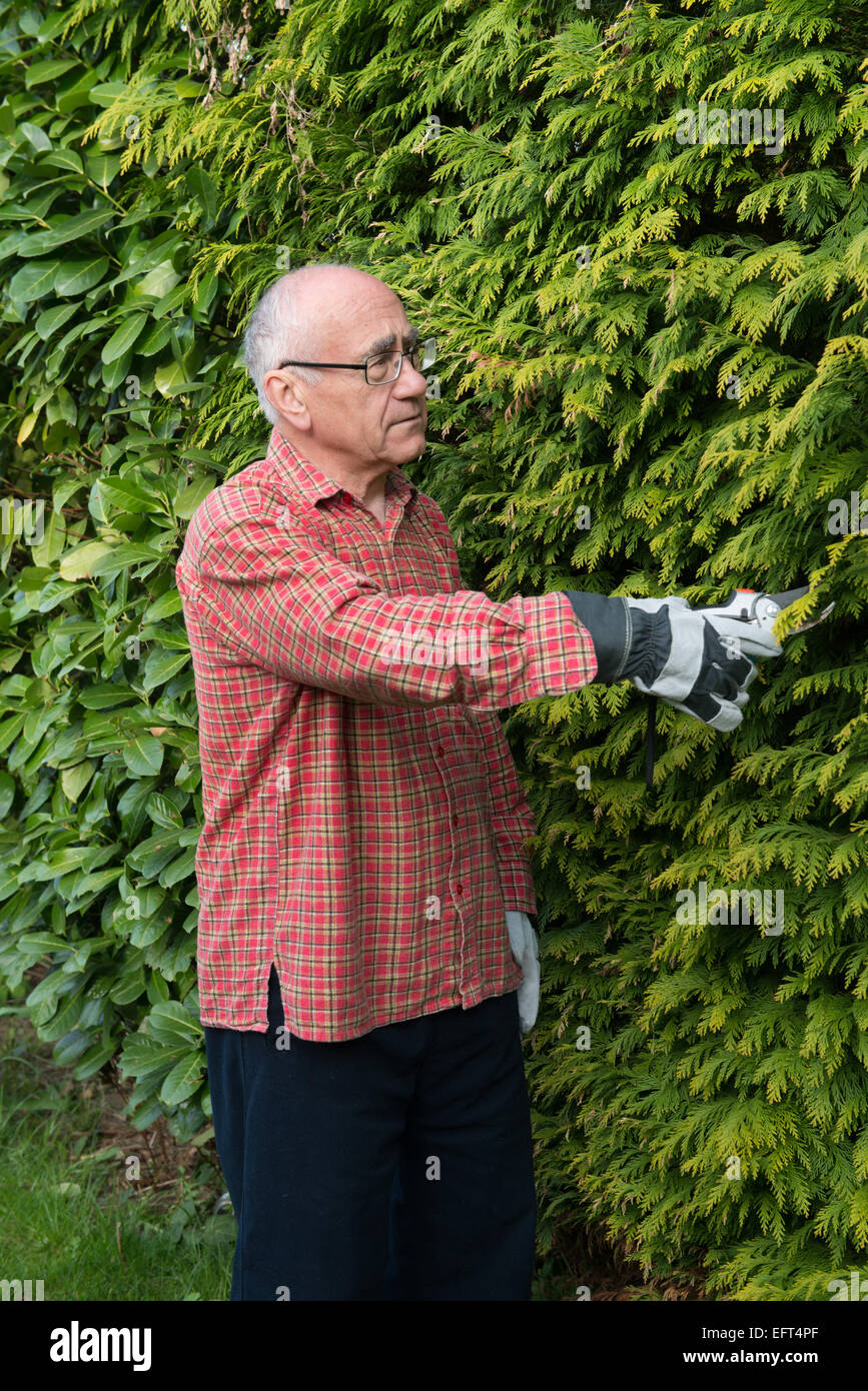Senior giardiniere indossando abiti da lavoro lavora con cesoia Foto Stock