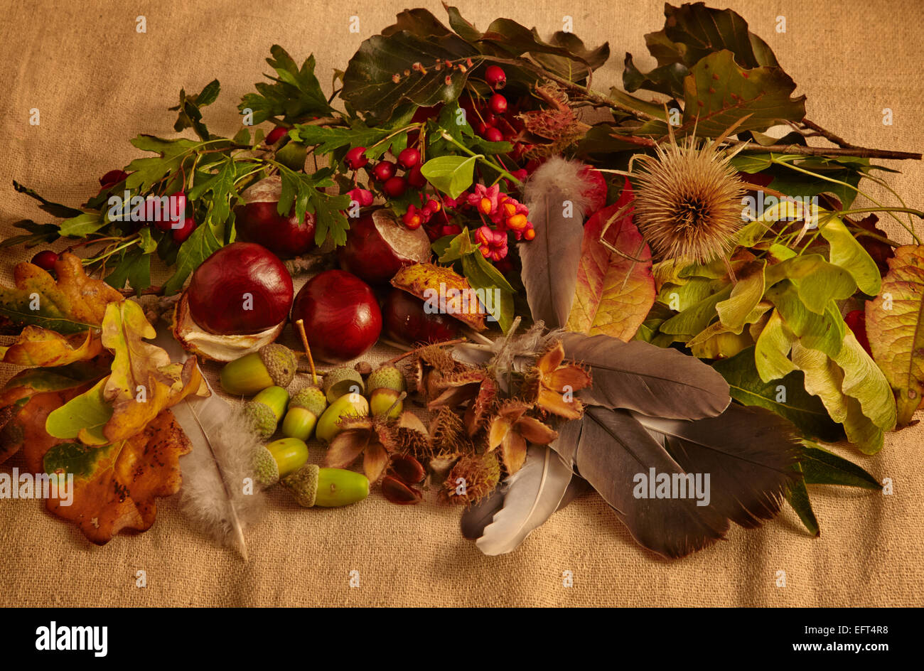 Ancora in vita la disposizione delle foglie di autunno e bacche Foto Stock