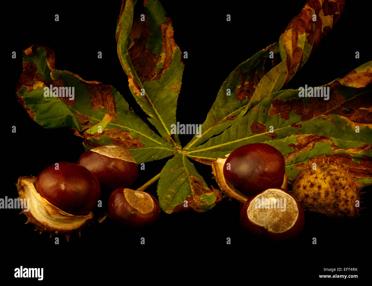 Ippocastano foglie e conkers Foto Stock