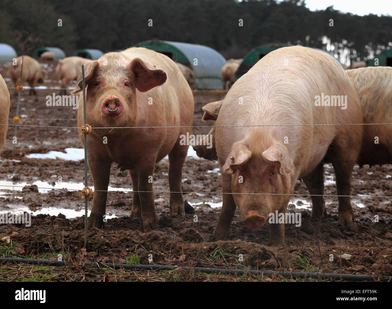 Due maiali in un campo in Norfolk, Regno Unito. Foto Stock