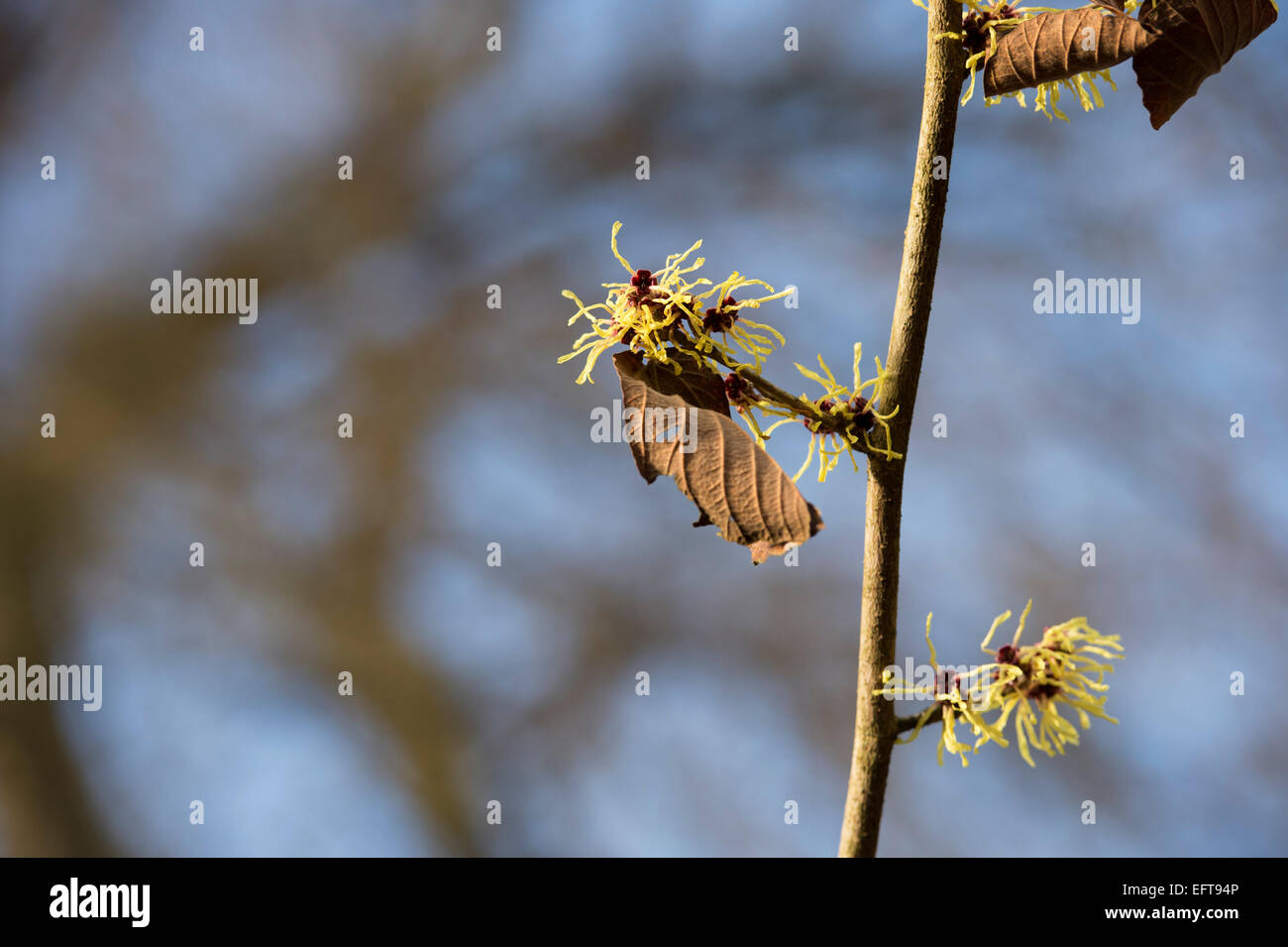 Hamamelis x intermedia . Amamelide 'Harry' fioritura in inverno. Regno Unito Foto Stock