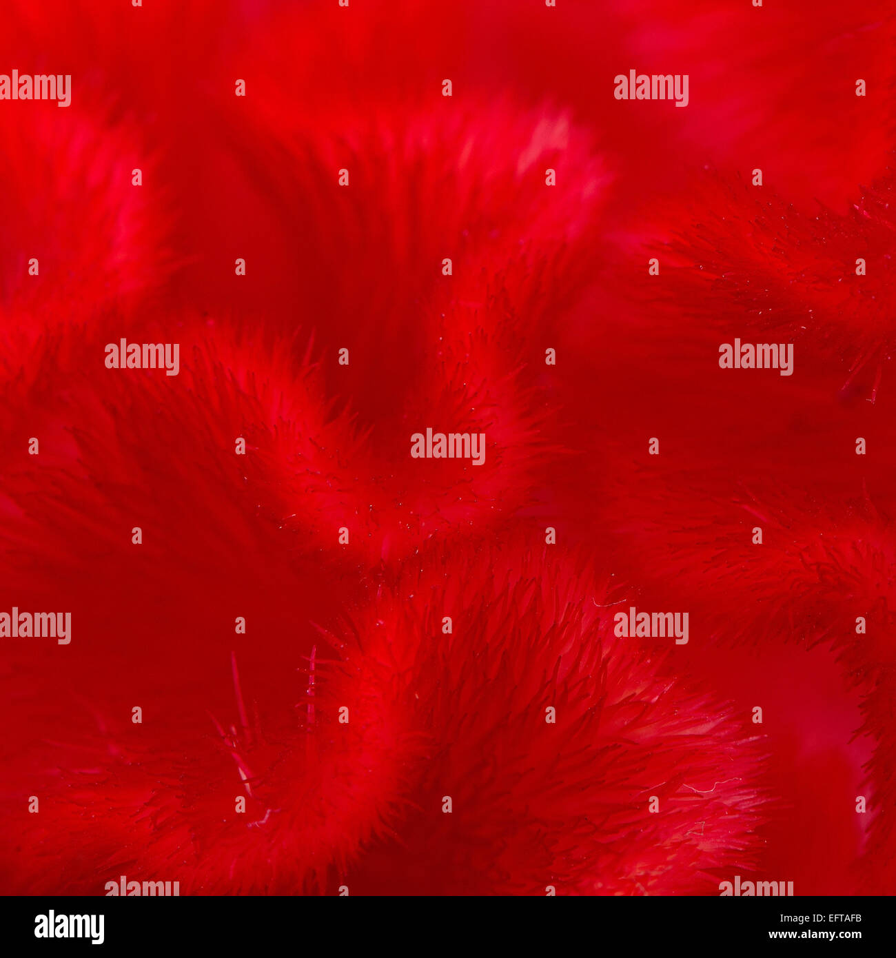 Sfondo rosso astratto della cresta di gallo o Cinese Fiore di lana (Celosia argentea) Foto Stock
