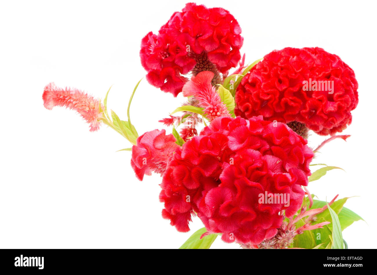Fiore rosso, cresta di gallo o Cinese Fiore di lana (Celosia argentea), isolata su uno sfondo bianco Foto Stock