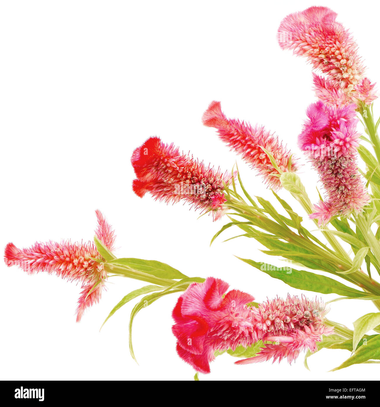 Fiore rosso, cresta di gallo o Cinese Fiore di lana (Celosia argentea), isolata su uno sfondo bianco Foto Stock