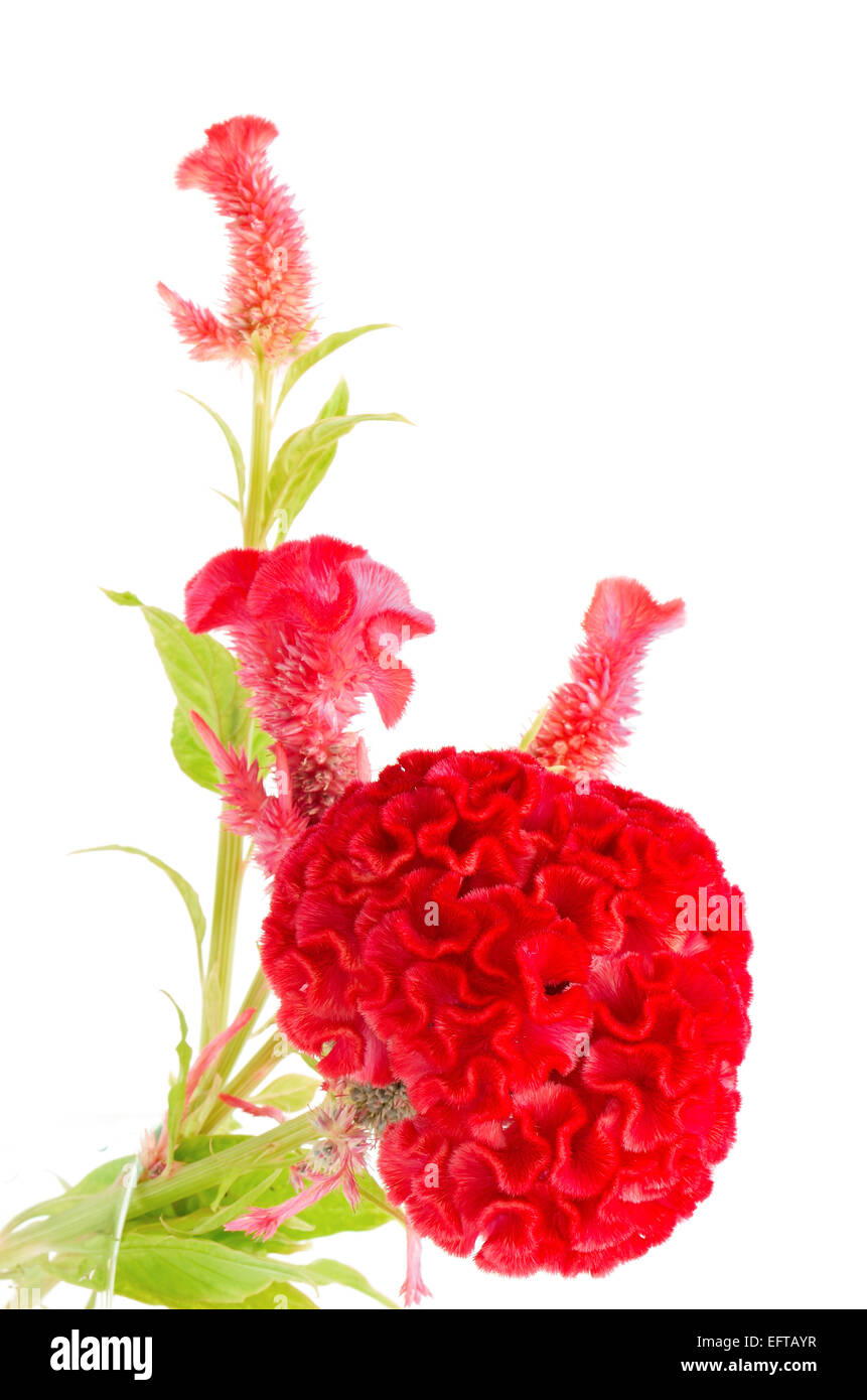 Fiore rosso, cresta di gallo o Cinese Fiore di lana (Celosia argentea), isolata su uno sfondo bianco Foto Stock