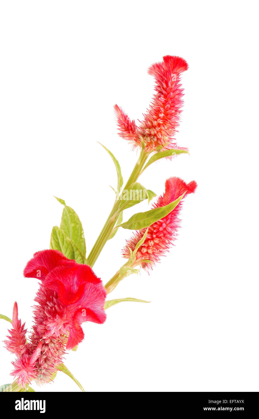 Fiore rosso, cresta di gallo o Cinese Fiore di lana (Celosia argentea), isolata su uno sfondo bianco Foto Stock