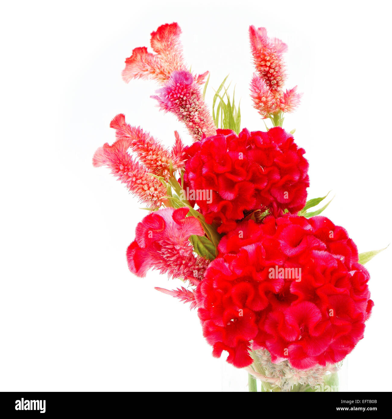 Fiore rosso, cresta di gallo o Cinese Fiore di lana (Celosia argentea), isolata su uno sfondo bianco Foto Stock