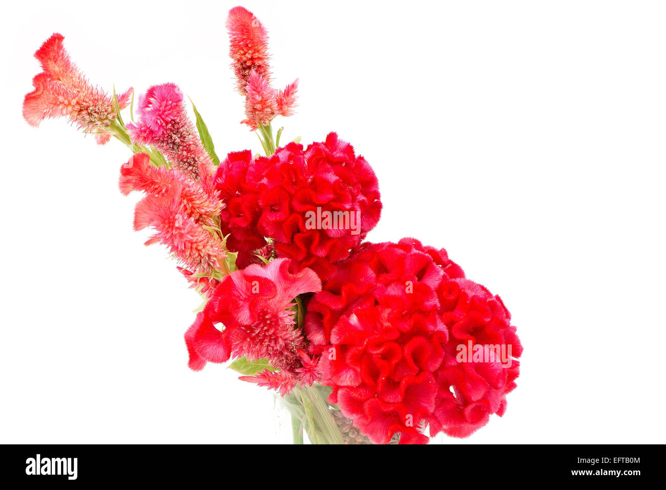 Fiore rosso, cresta di gallo o Cinese Fiore di lana (Celosia argentea), isolata su uno sfondo bianco Foto Stock