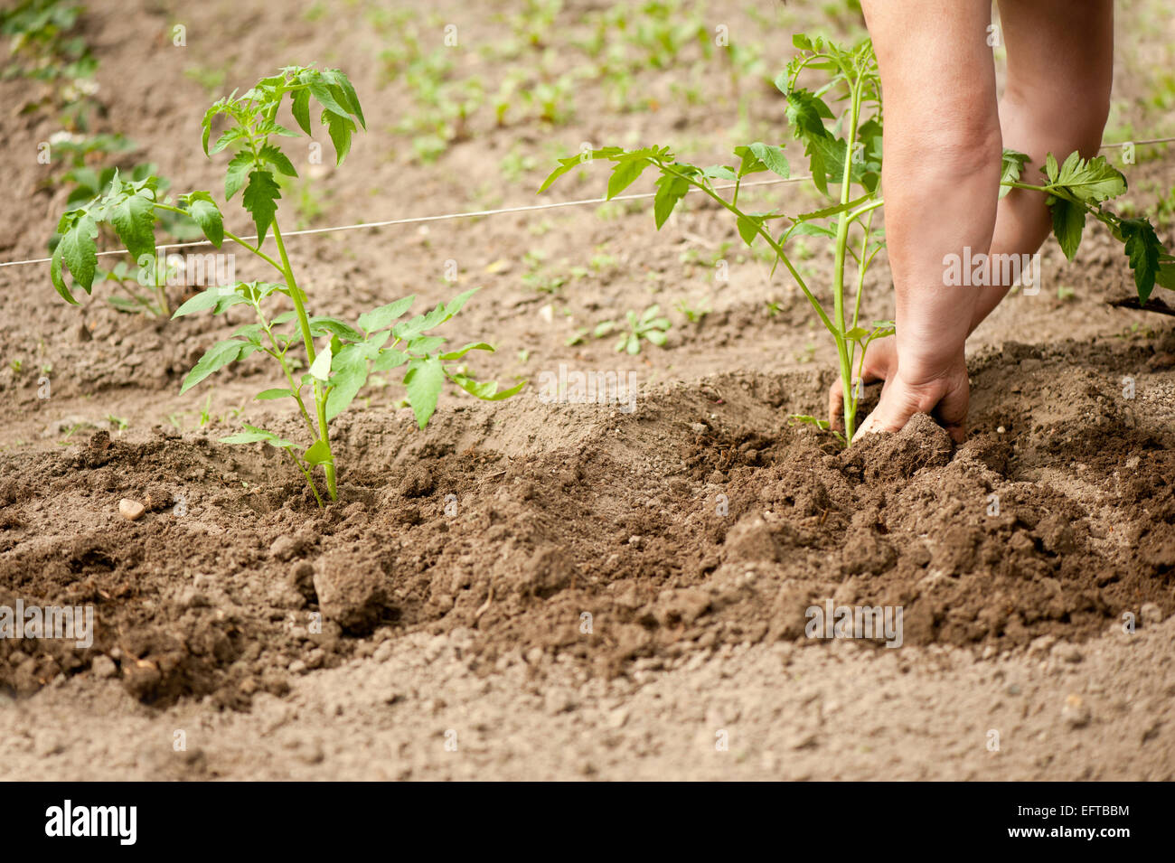 Donna di piantare le piantine di pomodoro nel terreno Foto stock - Alamy