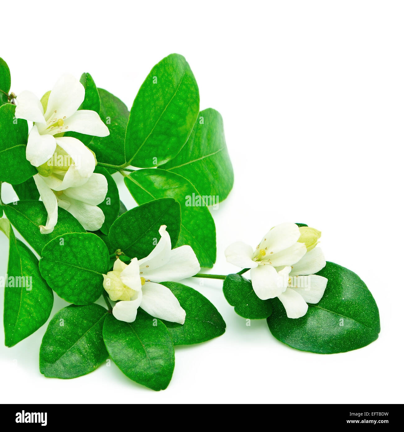 Fiore bianco, Orang Jessamine (Murraya paniculata) o in Cina Box Tree, Andaman Satinwood, isolato su sfondo bianco Foto Stock