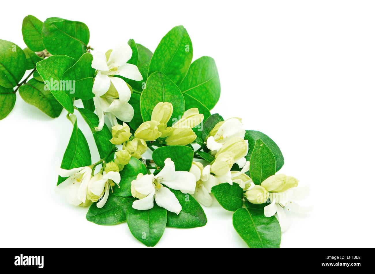 Fiore bianco, Orang Jessamine (Murraya paniculata) o in Cina Box Tree, Andaman Satinwood, isolato su sfondo bianco Foto Stock