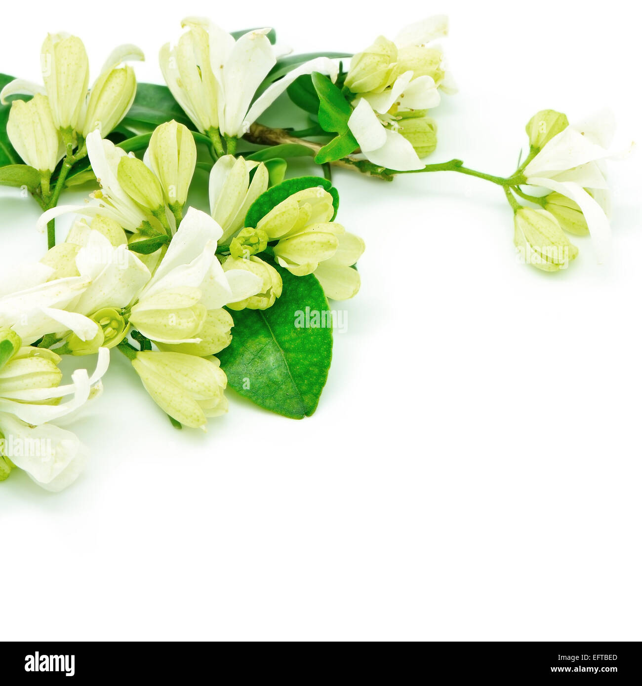 Fiore bianco, Orang Jessamine (Murraya paniculata) o in Cina Box Tree, Andaman Satinwood, isolato su sfondo bianco Foto Stock