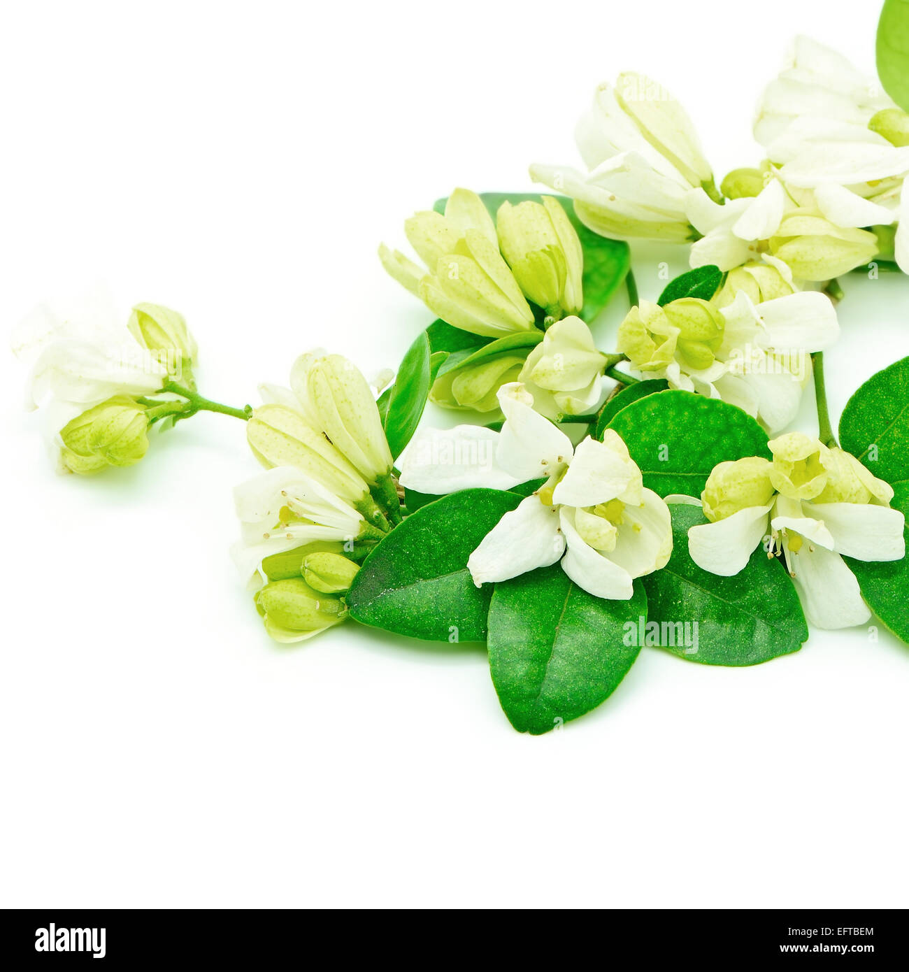 Fiore bianco, Orang Jessamine (Murraya paniculata) o in Cina Box Tree, Andaman Satinwood, isolato su sfondo bianco Foto Stock