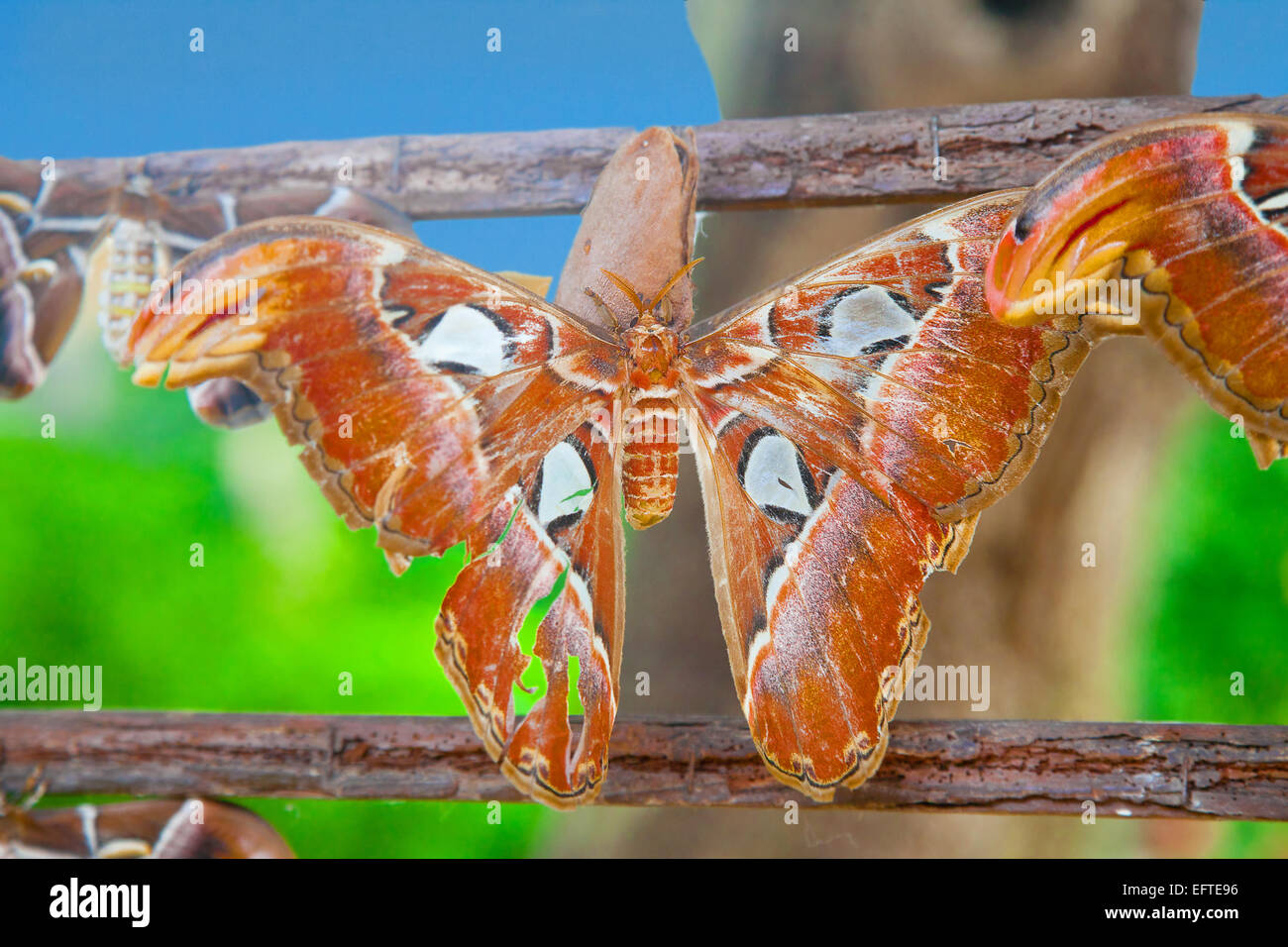 Attacus Atlas butterfly asciugando fuori sul suo vuoto kell dopo la schiusa Foto Stock