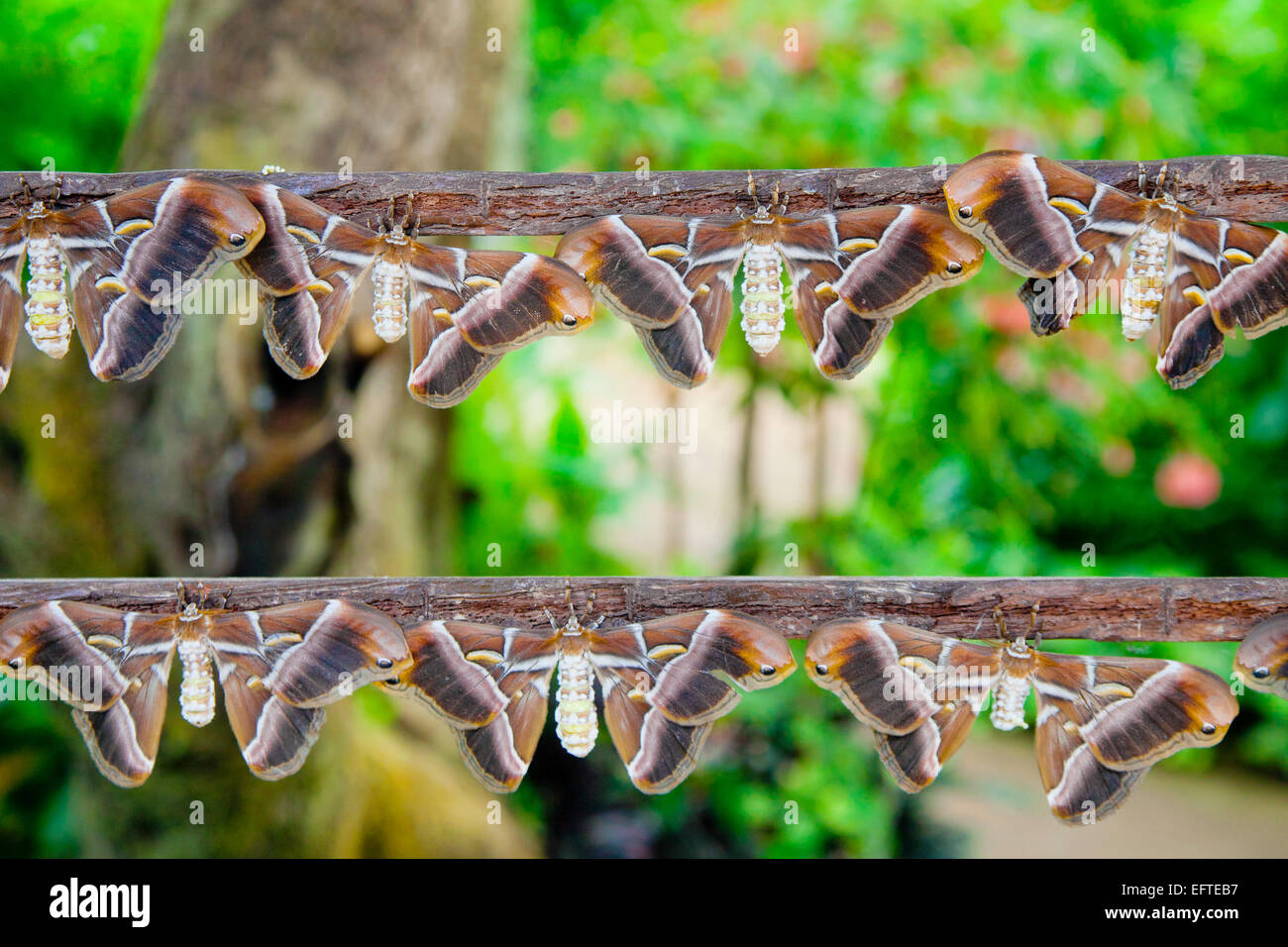 Atlas falene seduti su due strisce di cartone Foto Stock