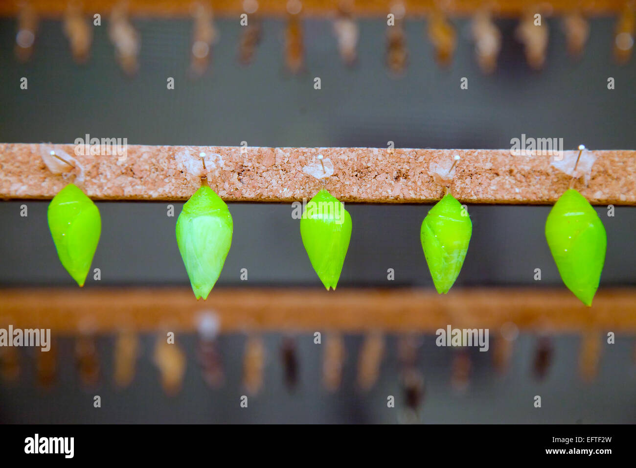 Una linea di farfalla verde chrysalises appesi in una fila pronto per berlina Foto Stock