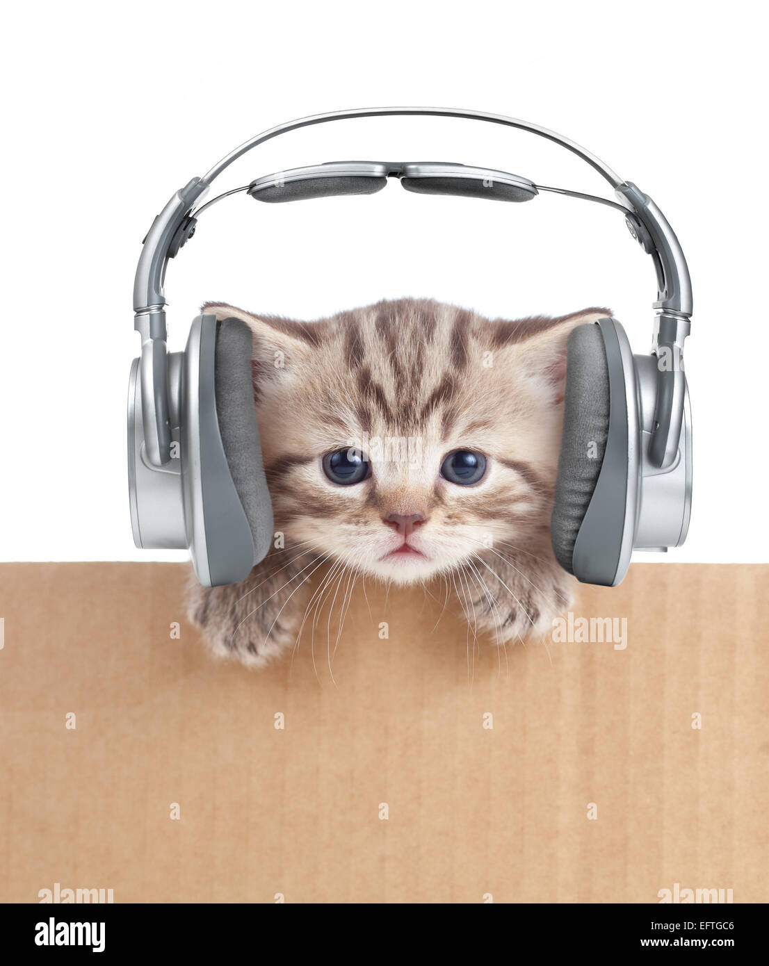 Funny kitten cat nelle cuffie in scatola di cartone Foto Stock