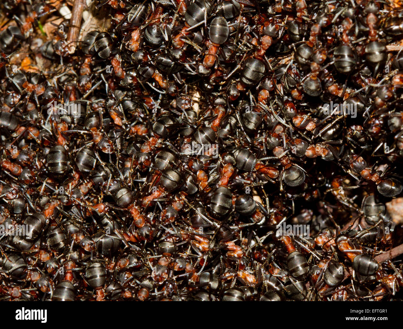 Centinaia di comunità di legno rosso formiche (Formica polyctena) strisciando su un formicaio nel primo sole di primavera. Foto Stock
