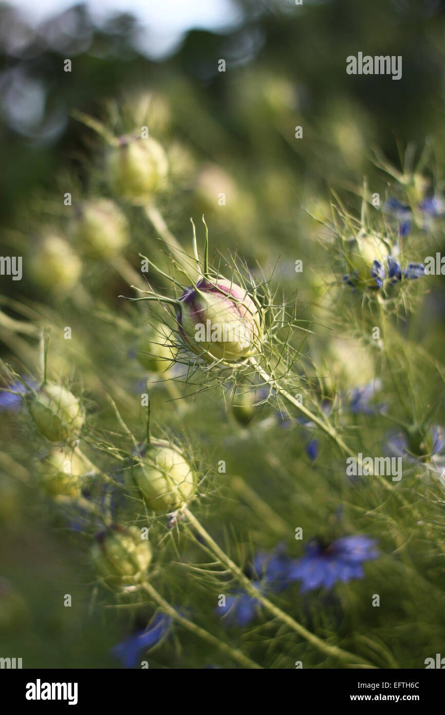 Amore in una nebbia (Nigella Damascena) nel Parc de Cervantes, Barcellona, in Catalogna, Spagna Foto Stock