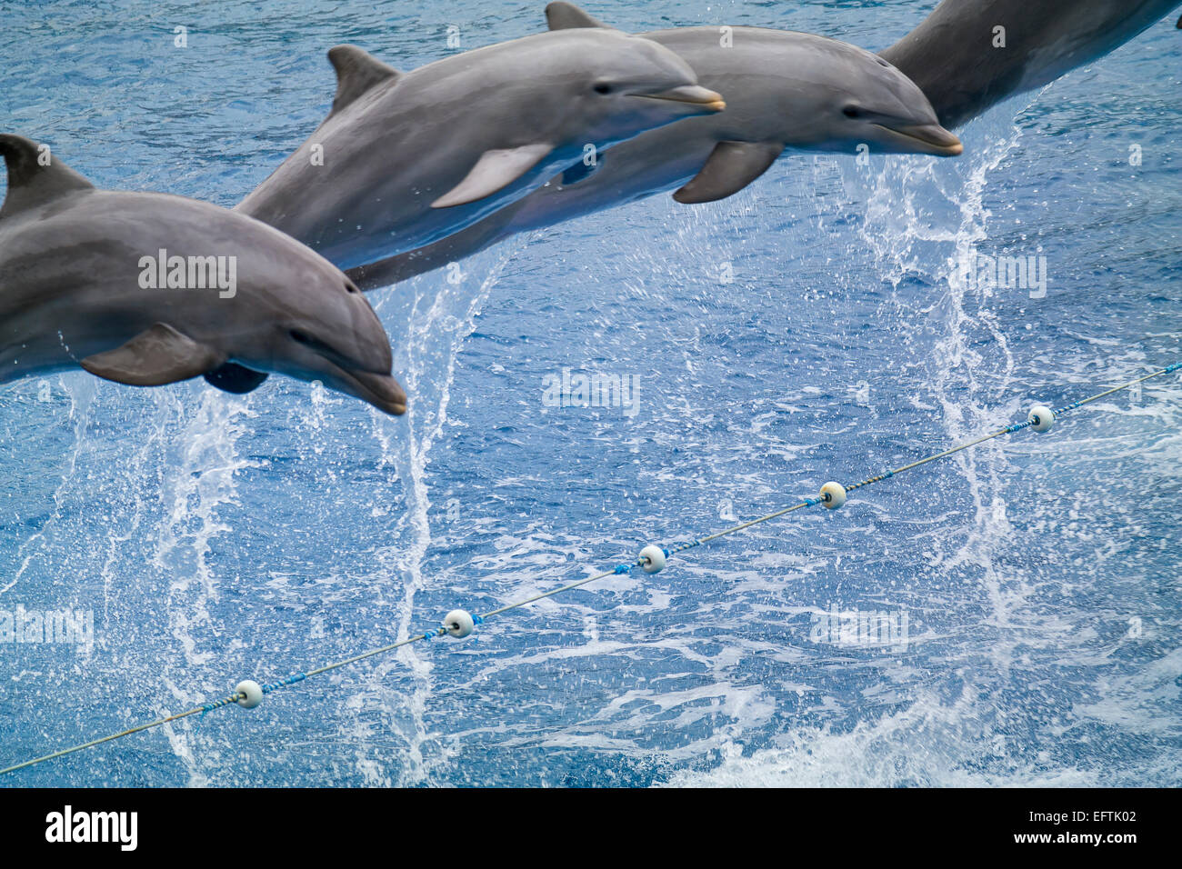 Spettacolo di Delfini. Acquario oceanografico. Foto Stock