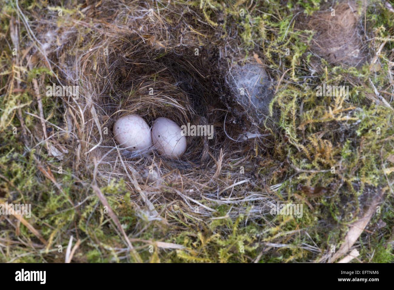 Una frizione di due uova Bluetit (Cyanistes caeruleus) abbandonati in una scatola di nido. Foto Stock