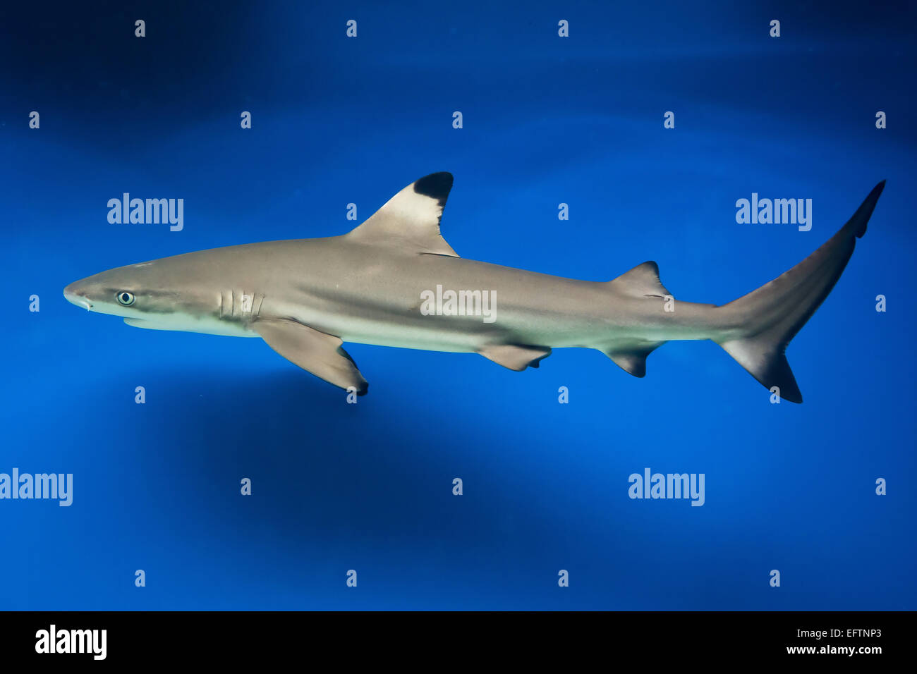 Carcharhinus melanopterus - blacktip Shark Reef - Pesci di mare Foto Stock