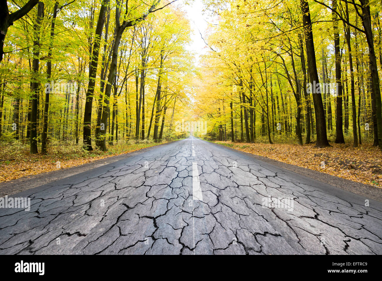 Distrutto strada in autunno dorato foresta. Foto Stock