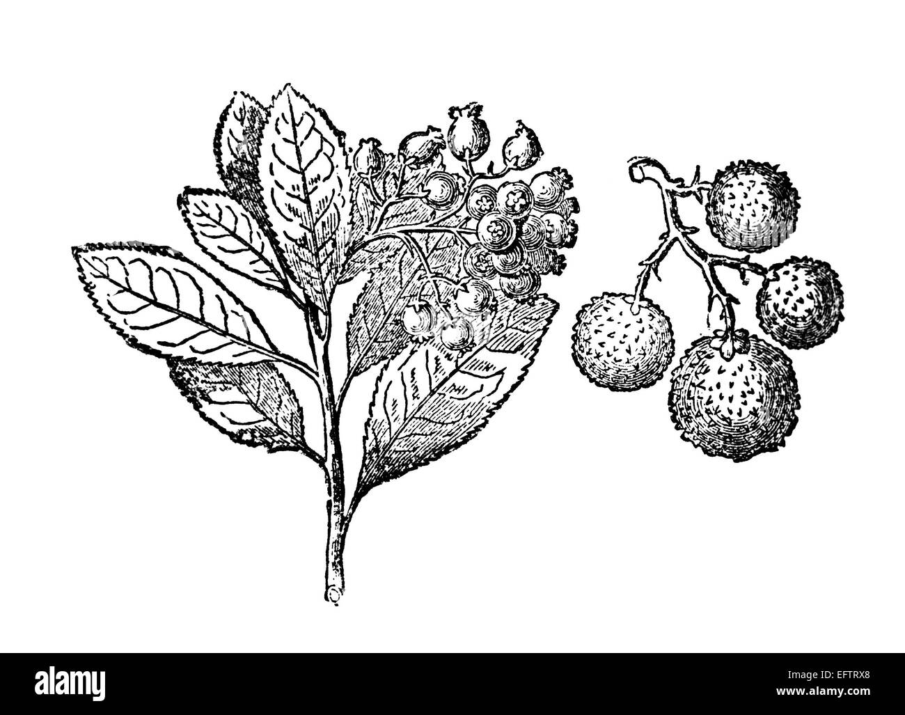 Incisione in stile vittoriano di un corbezzolo, o canna di apple. Restaurata digitalmente immagine da una metà del XIX secolo enciclopedia. Foto Stock
