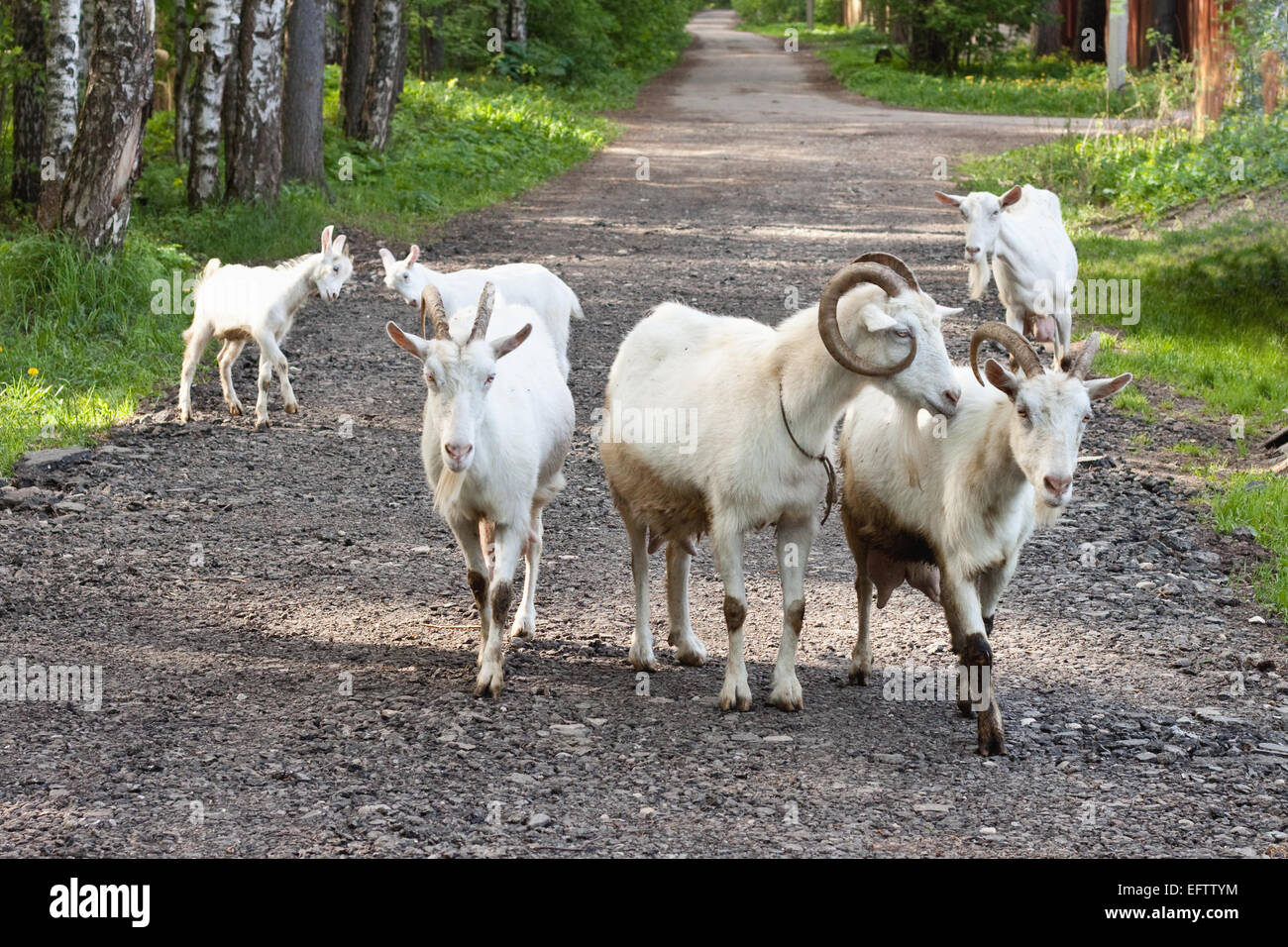 Di capra al gregge sulla natura Foto Stock