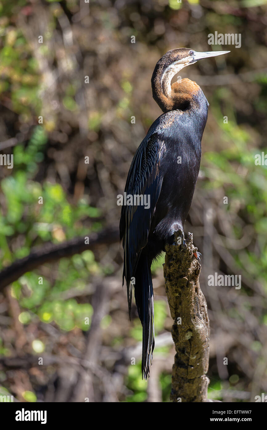 L'African darter (anhinga rufa) appoggiato su di un ramo di albero Foto Stock