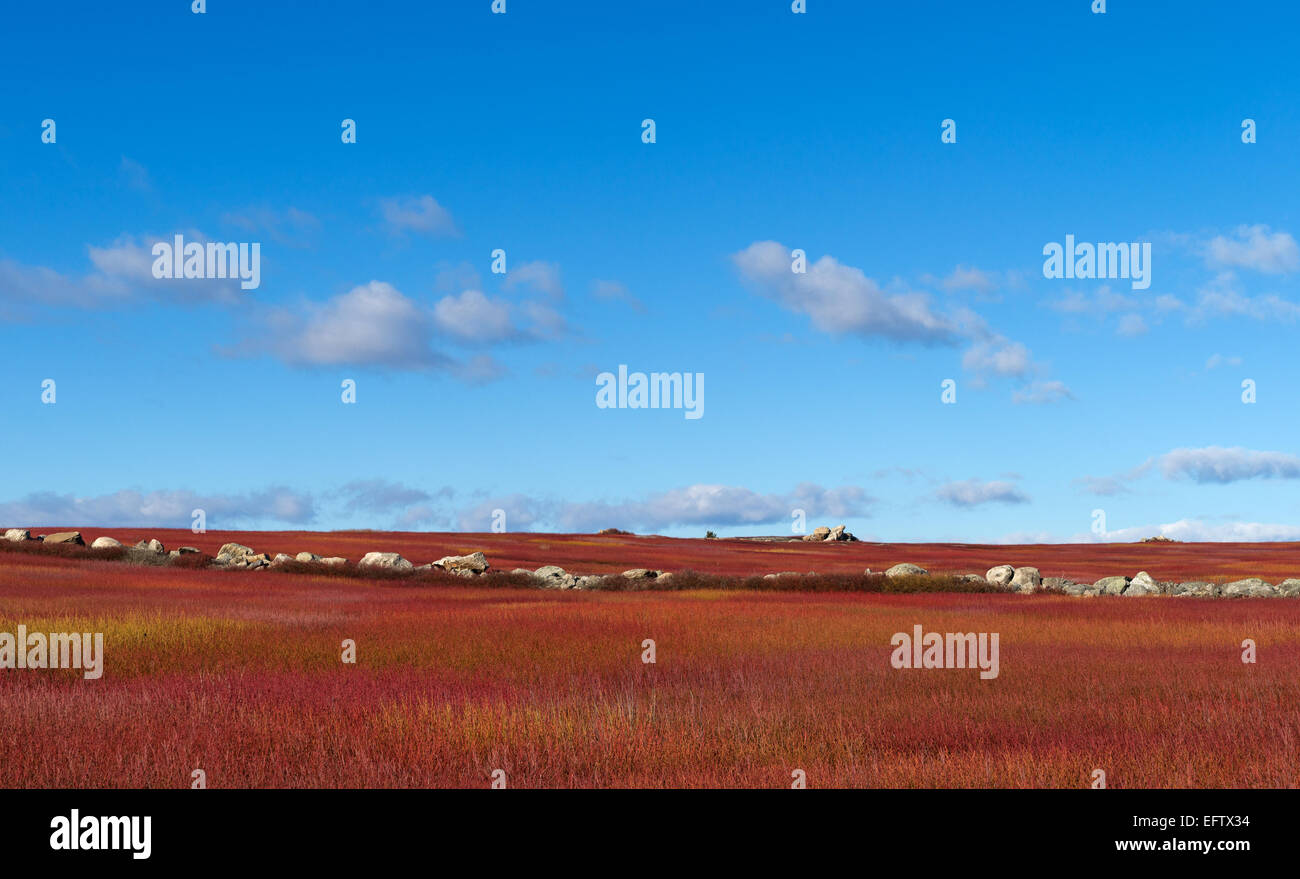 Rocce di confine tra i campi di mirtillo nel Maine con cielo blu e nuvole. Foto Stock