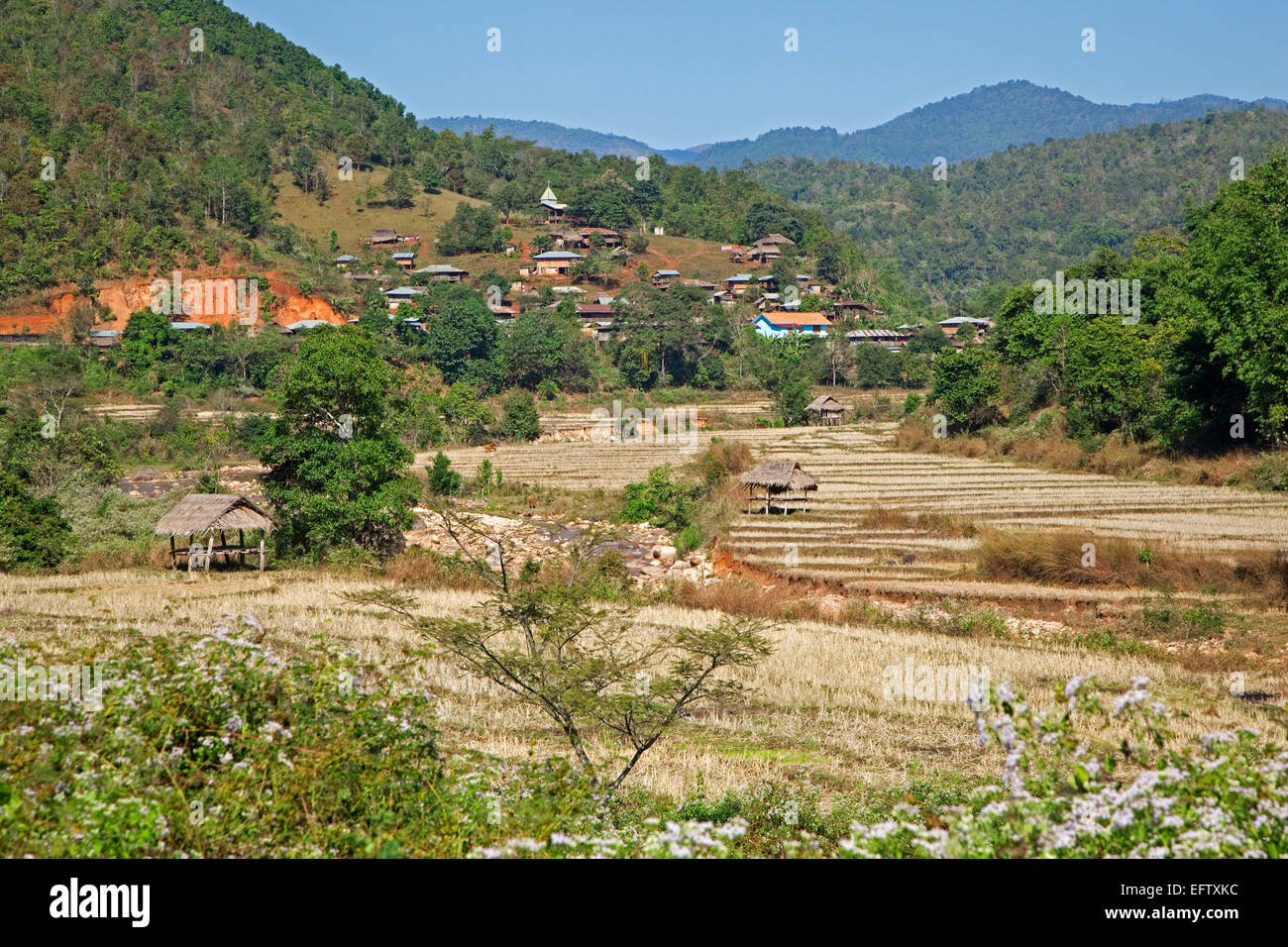 Villaggio rurale e terrazzati riso paddy campi nel distretto di Tachileik, Stato Shan, Myanmar / Birmania Foto Stock