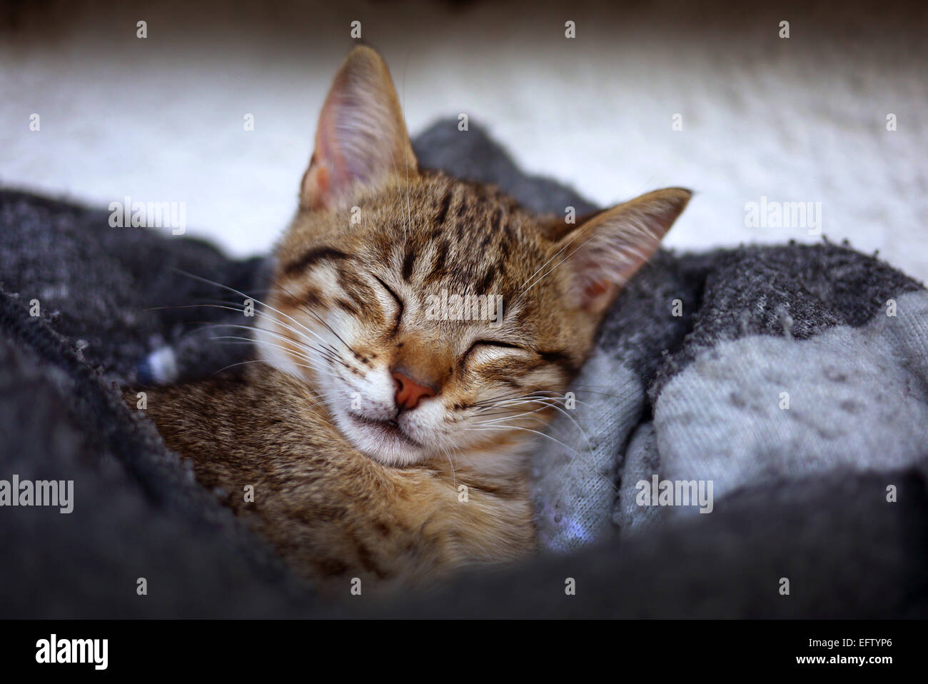 Gattino addormentato in una coperta. Foto Stock