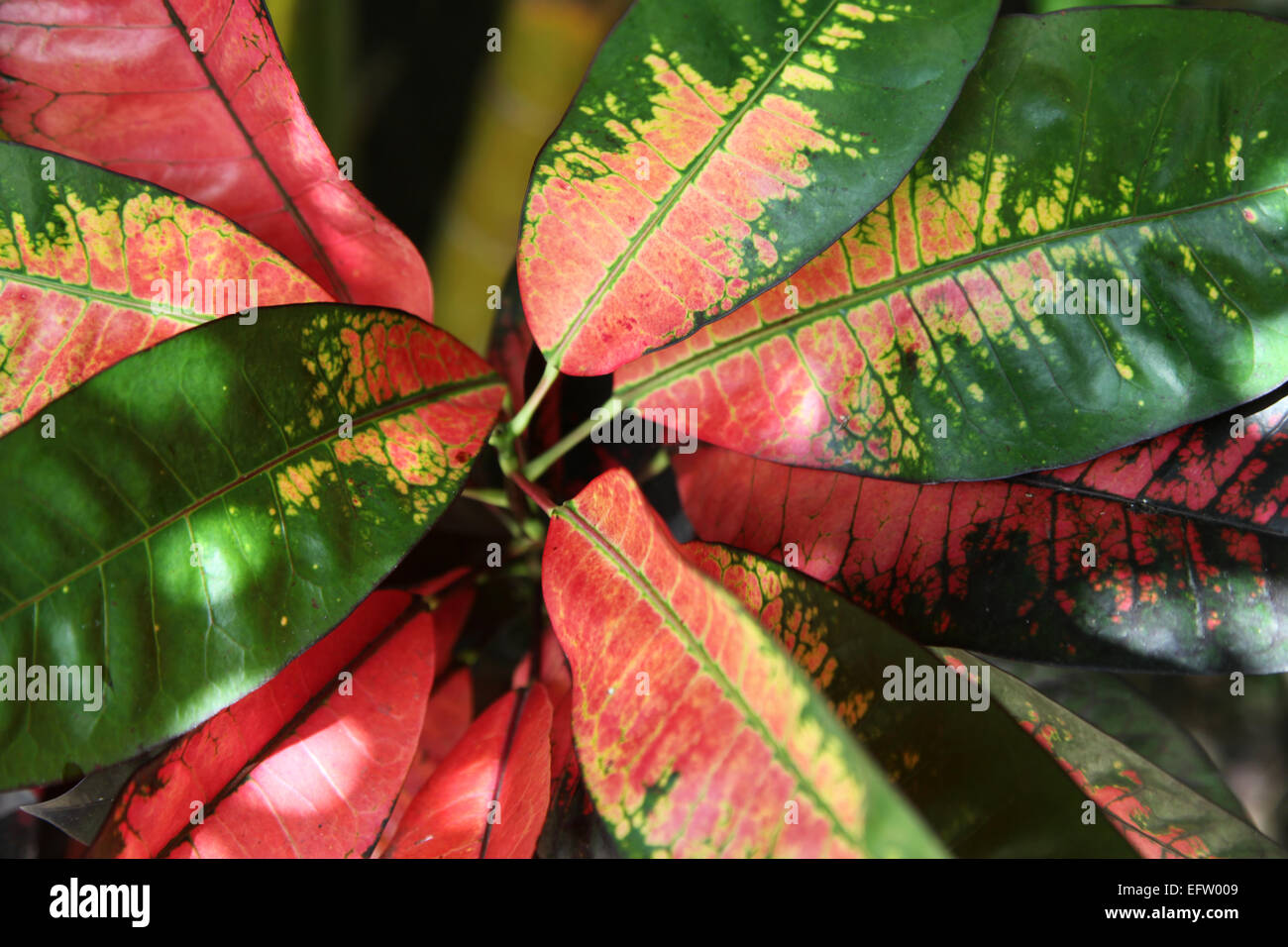 Un colorato e caraibico esotico arbusto che mostra una chiusura del suo multi-foglie colorate Foto Stock