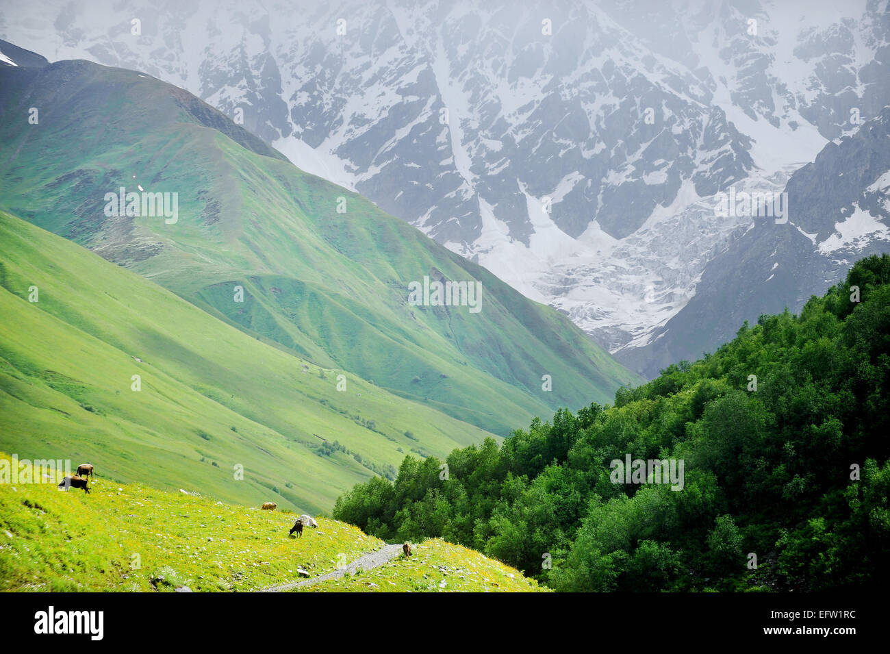 Le mucche al pascolo sul pascolo alpino con big mountain in background Foto Stock