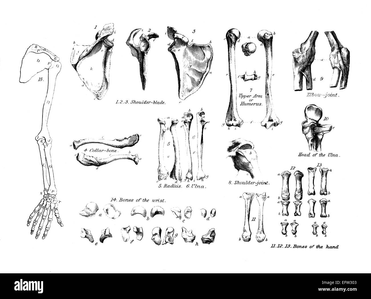 Incisione in stile vittoriano dell'anatomia del braccio umano. Restaurata digitalmente immagine da una metà del XIX secolo enciclopedia. Foto Stock