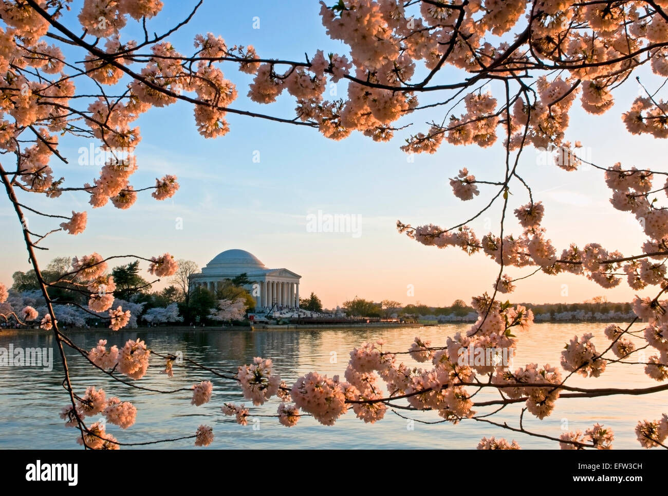 Jefferson Memorial tramonto durante il Cherry Blossom Festival Washington DC Foto Stock