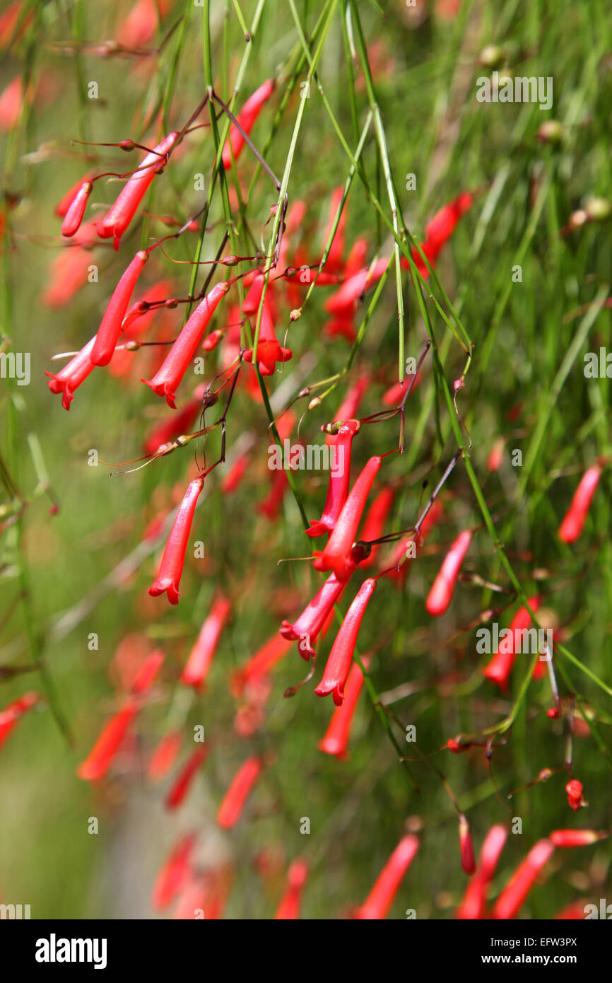 Un rosso a forma di tromba esotico fiore tropicale vicino fino Foto Stock