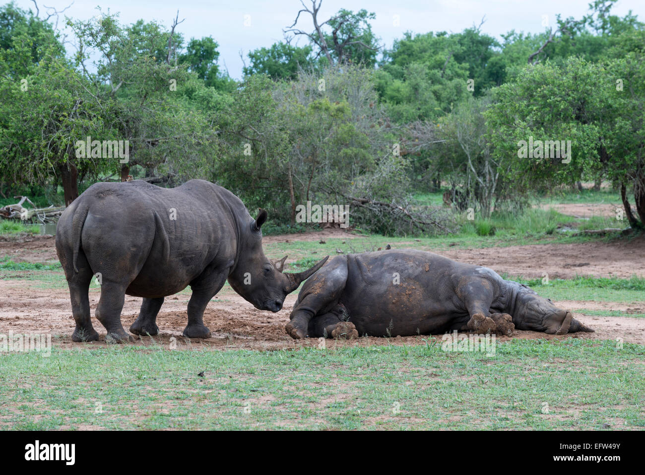 Due rinoceronte bianco, (Ceratotherium simum) uno in piedi altri giacenti circa sonnecchia, Hlane Royal National Park, dello Swaziland Foto Stock