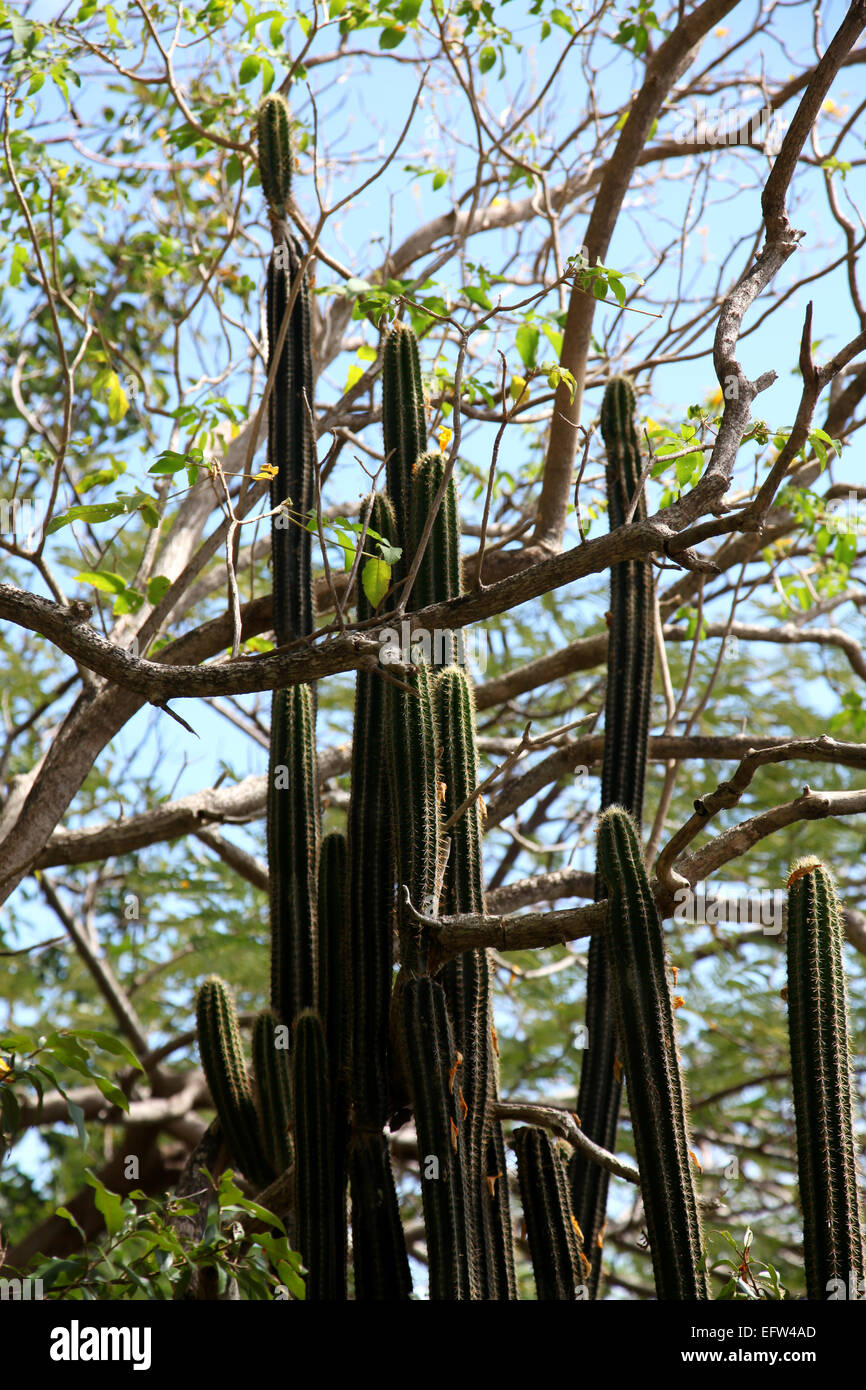 Un alto cactus cresce attraverso un grande albero nella foresta pluviale del Mar dei Caraibi Foto Stock