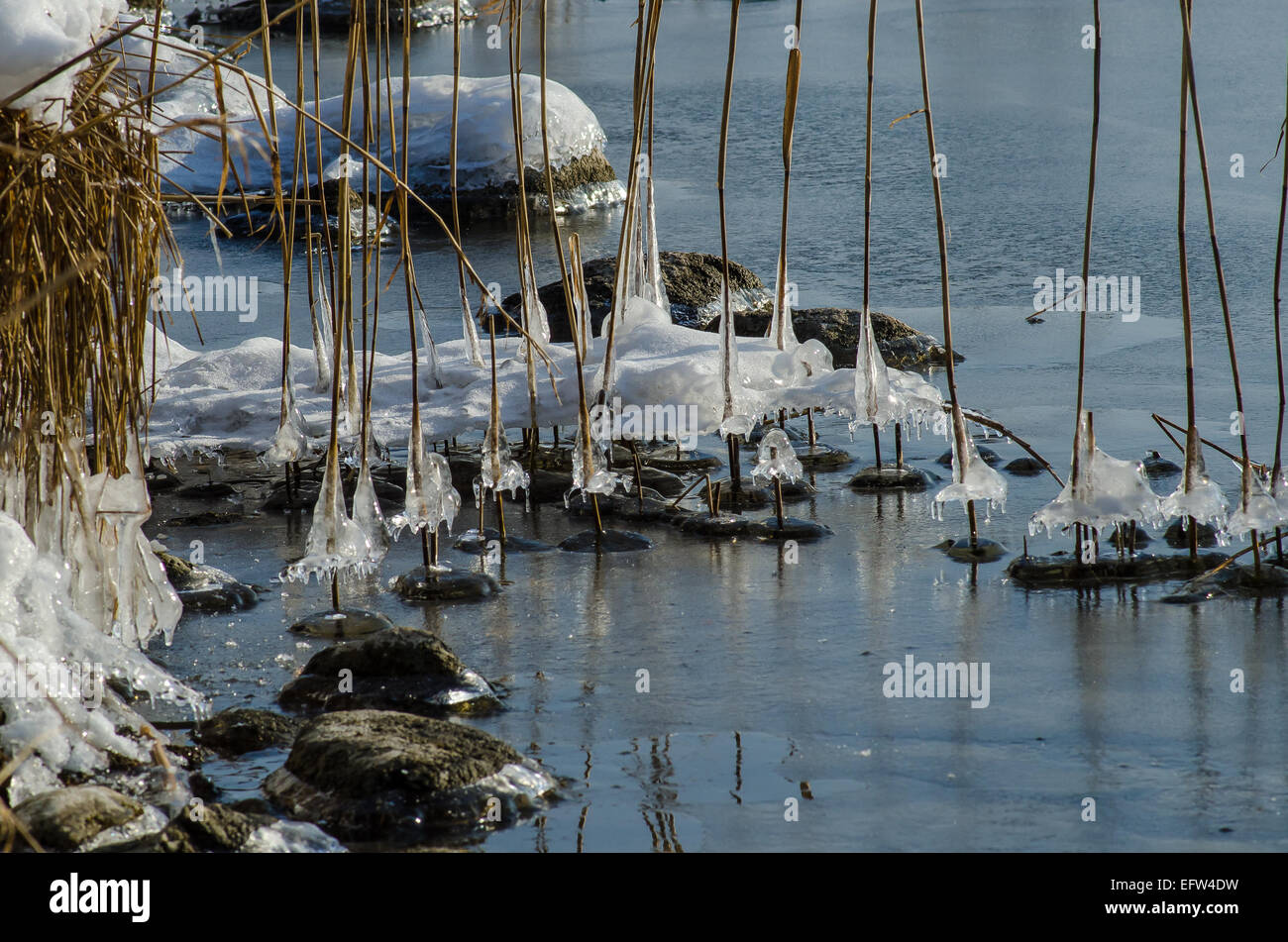 Spruzzi d'acqua che scendono lungo i gambi di canna sulle rive del Lago Tegernsee formano incredibili modelli di ghiaccio che brillano nel sole Foto Stock