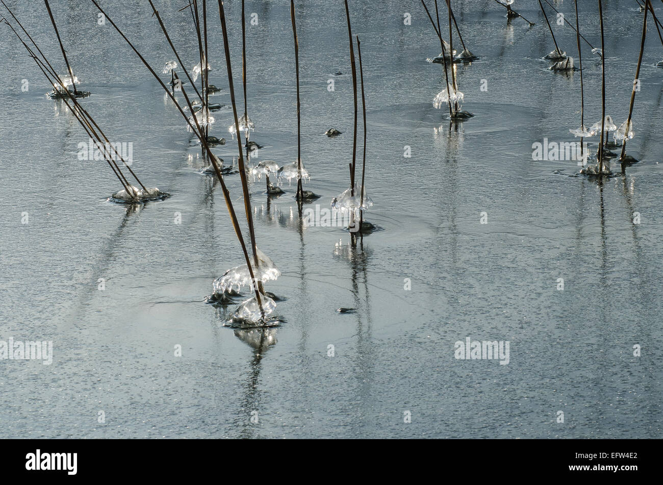 Spruzzi d'acqua che scendono lungo i gambi di canna sulle rive del Lago Tegernsee formano incredibili modelli di ghiaccio che brillano nel sole Foto Stock