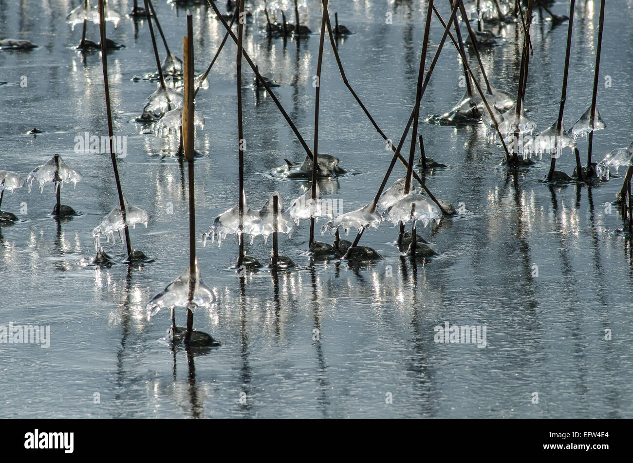 Spruzzi d'acqua che scendono lungo i gambi di canna sulle rive del Lago Tegernsee formano incredibili modelli di ghiaccio che brillano nel sole Foto Stock