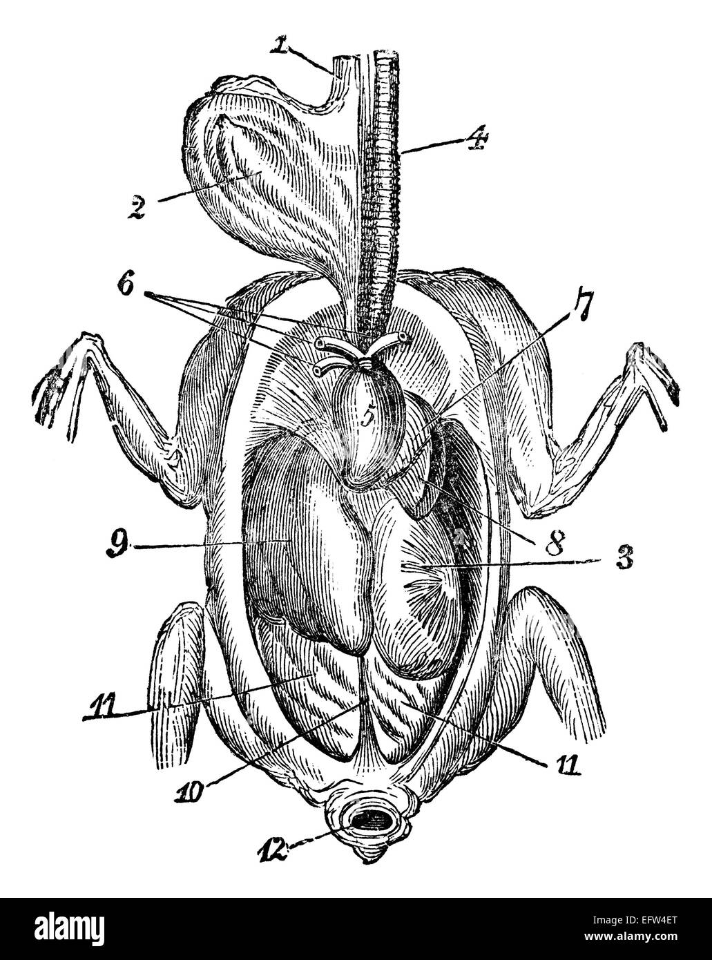 Incisione in stile vittoriano dell'anatomia di un uccello. Restaurata digitalmente immagine da una metà del XIX secolo enciclopedia. Foto Stock