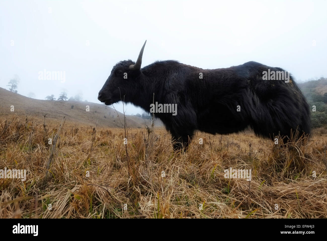 Un yak in una zona rurale a ovest della città di Trongsa in Bhutan Foto Stock